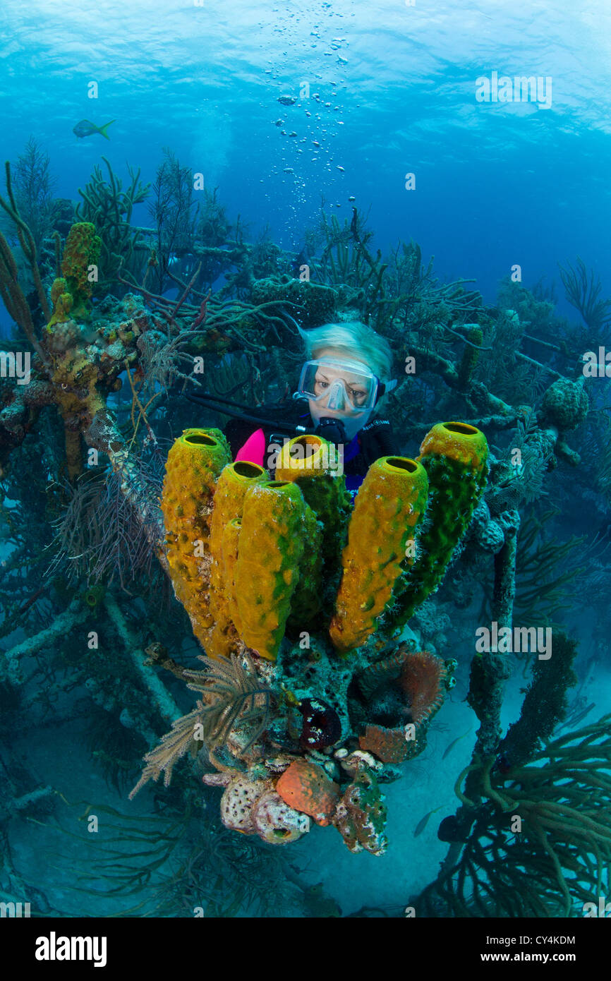 Scuba diver peers over a clump of various types of sponges. Stock Photo