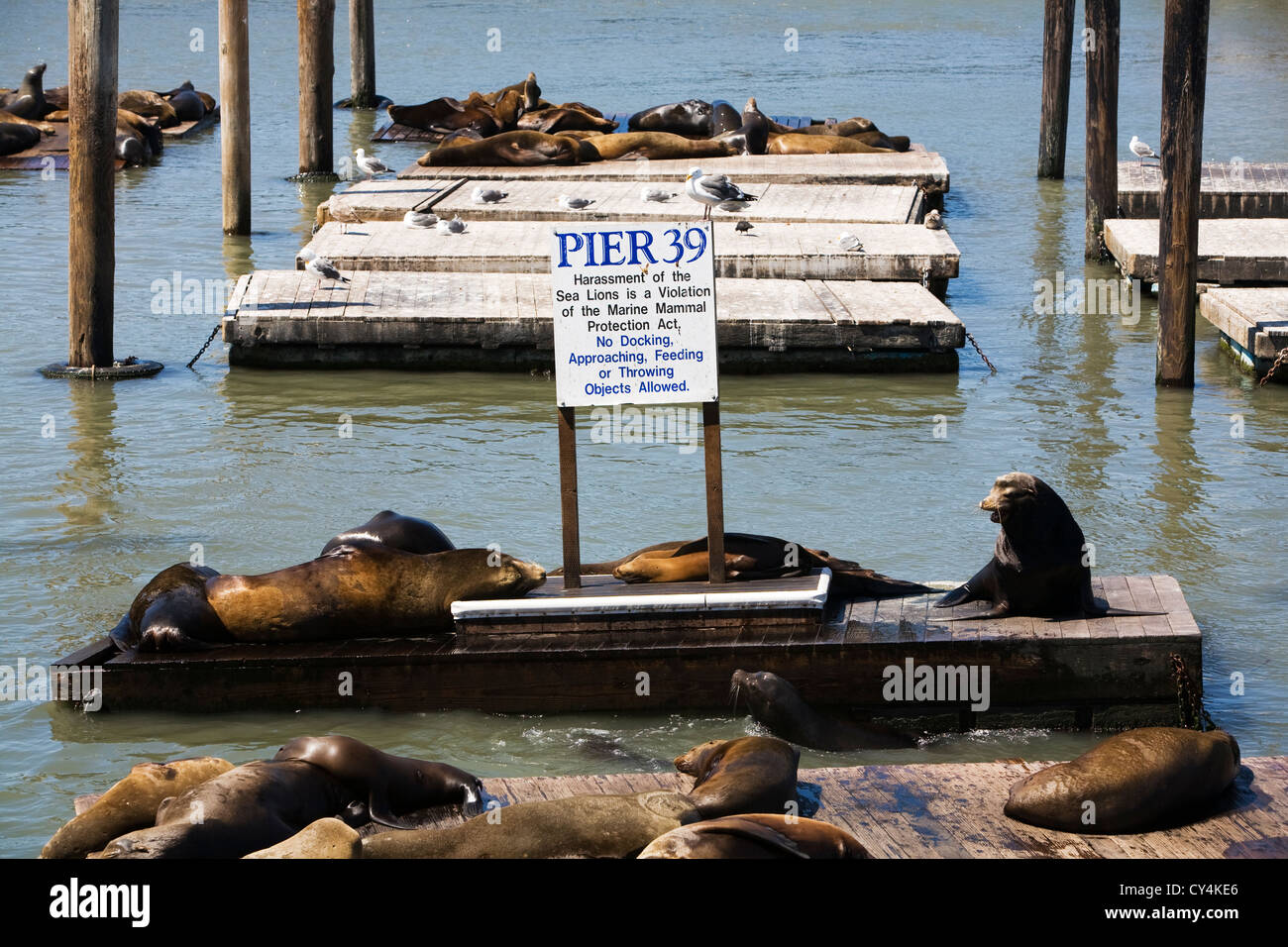 San Francisco's Pier 39 sea lions Stock Photo