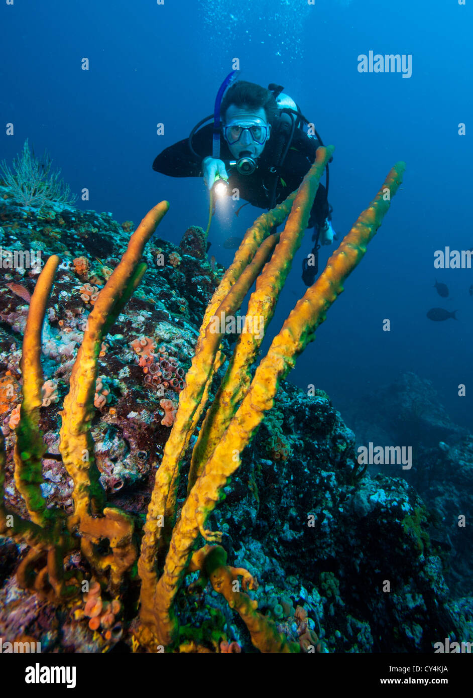 Scuba diver shines light on sponges off the coast of Panama Stock Photo
