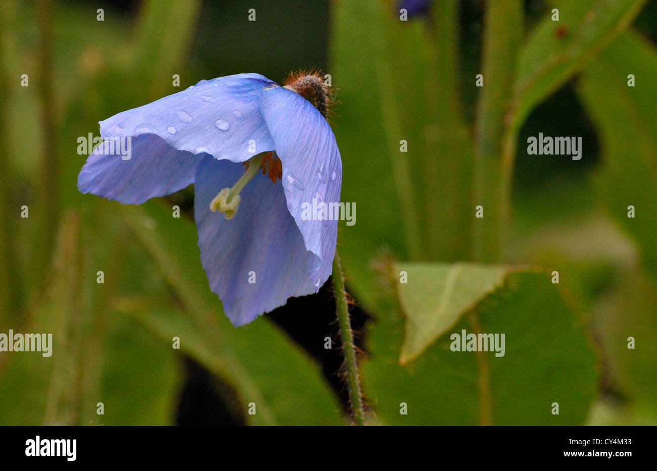 Himalayan colour hi-res stock photography and images - Alamy