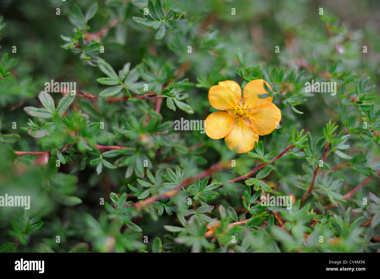 Semi-close-up of golden-yellow potentilla flower and foliage Potentilla Fruticosa Stock Photo