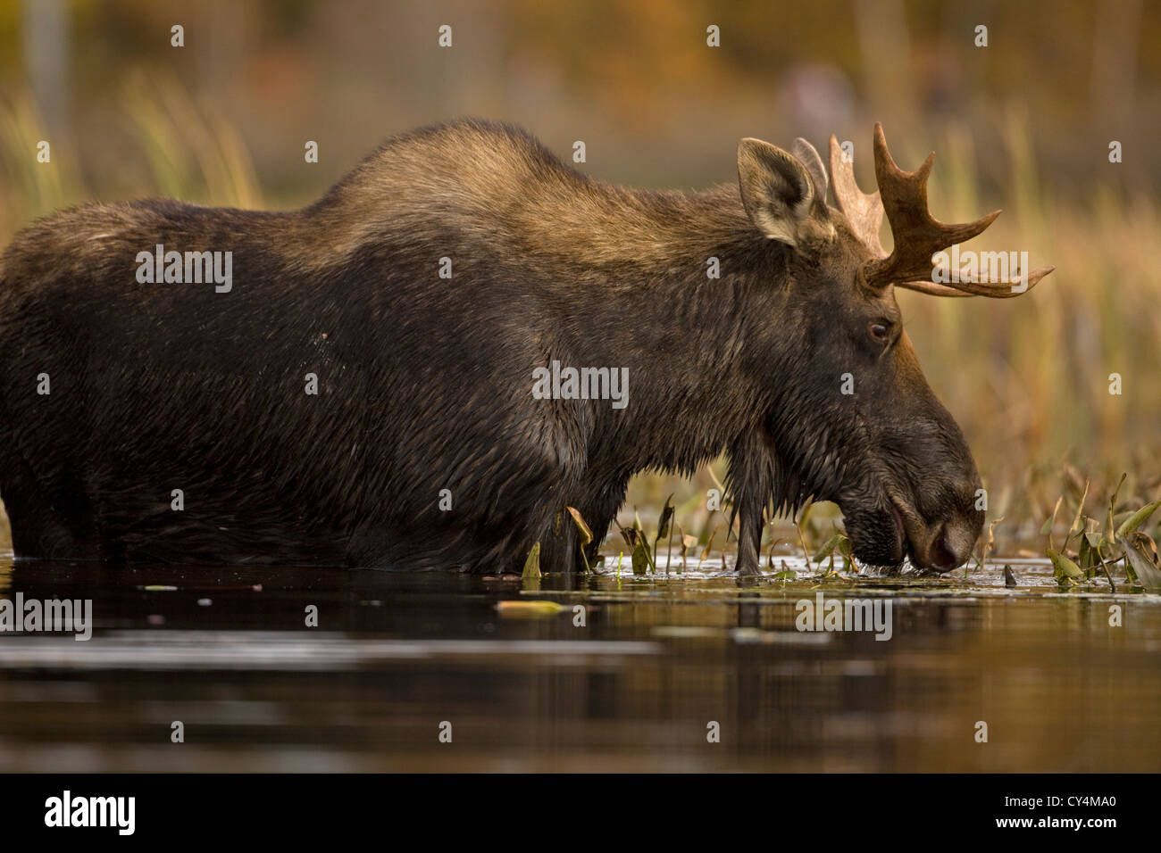 Moose (Alces alces) Male Young Bull Tupper Lake Adirondack