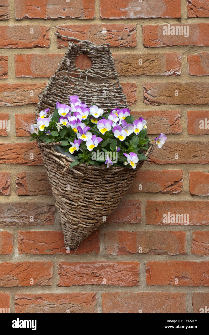 A wicker hanging basket with colorful viola flowers on a reproduction