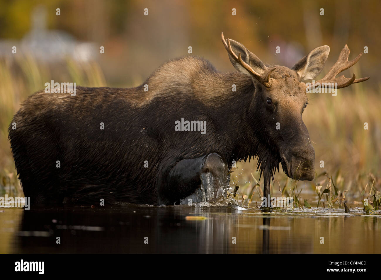 Moose (Alces alces) Male Young Bull Tupper Lake Adirondack