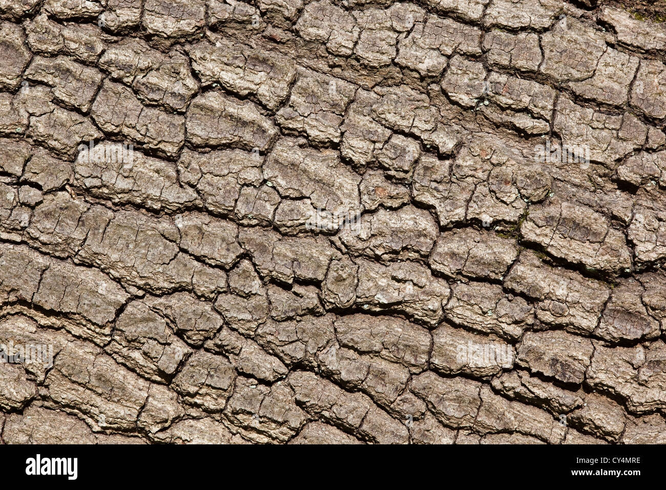 textured bark of a fallen oak tree for use as background Stock Photo