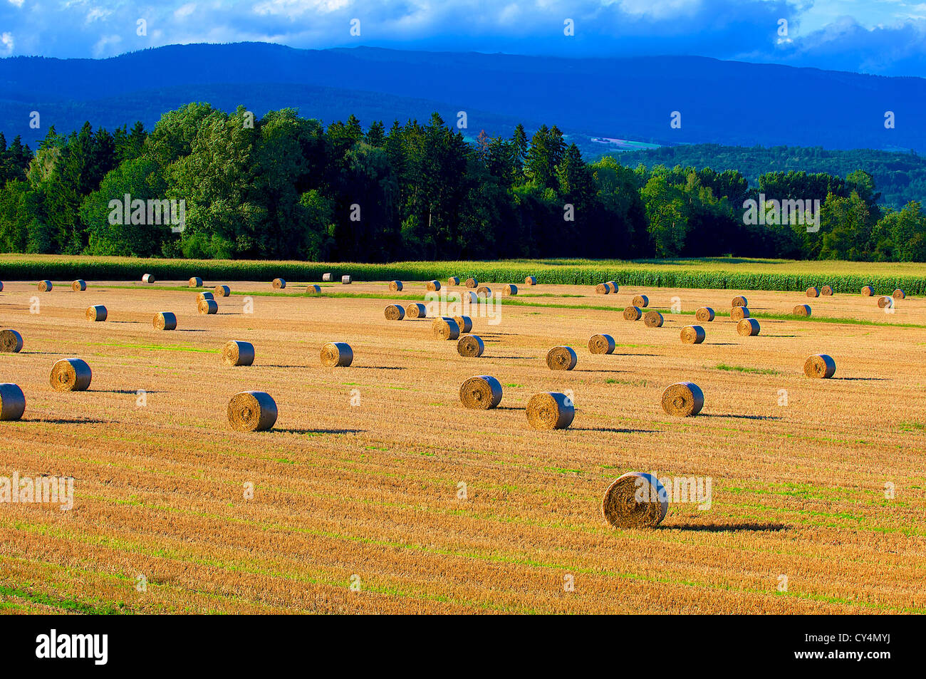 Field of recently harvested hay bales Stock Photo - Alamy