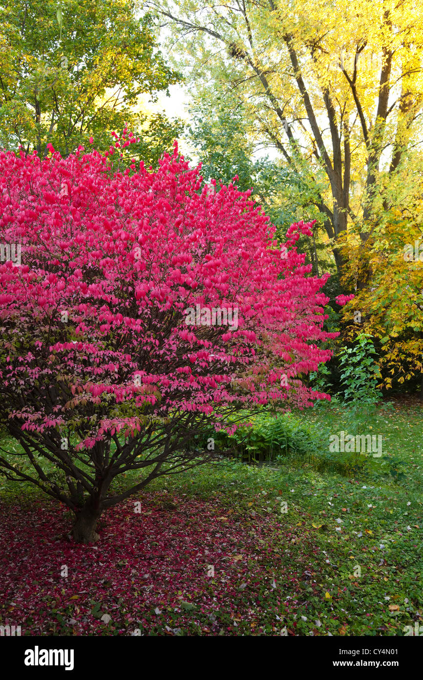 Bright red tree at peak colour in autumn, Oakville, Ontario. Canada. Stock Photo