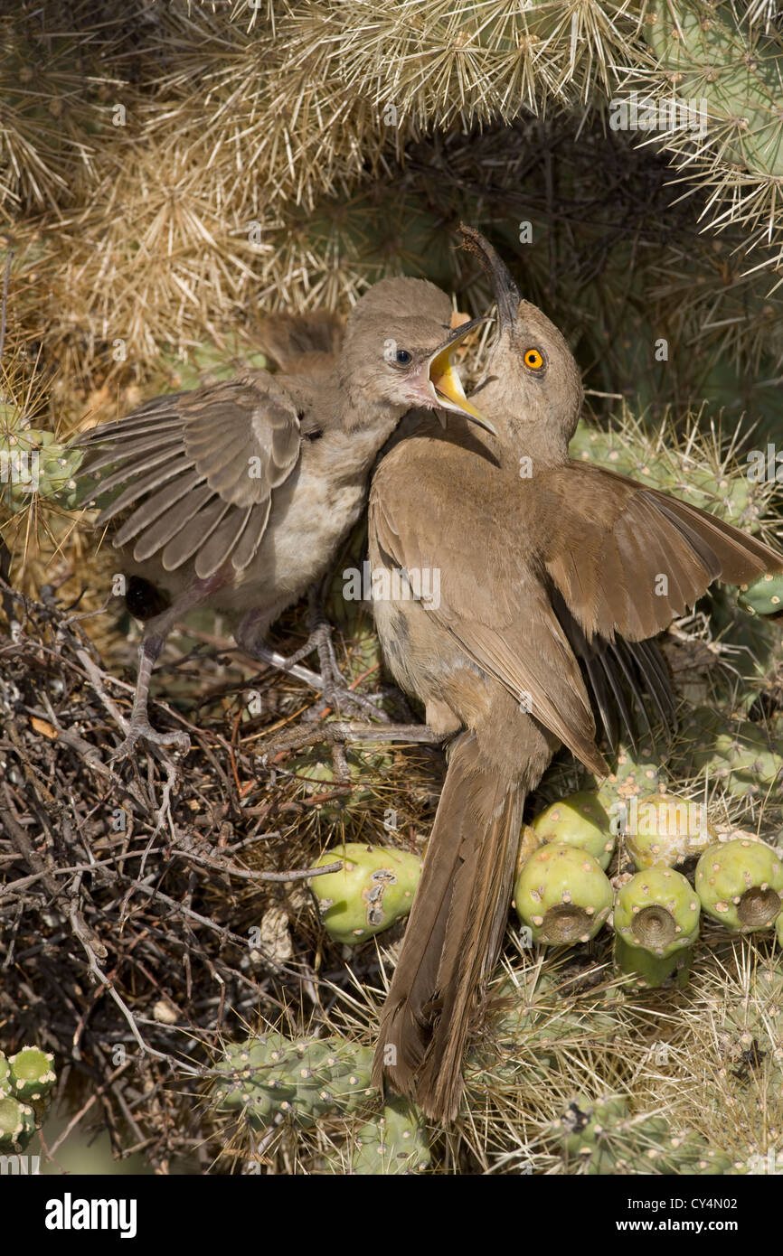 Curved billed thrasher hi-res stock photography and images - Alamy