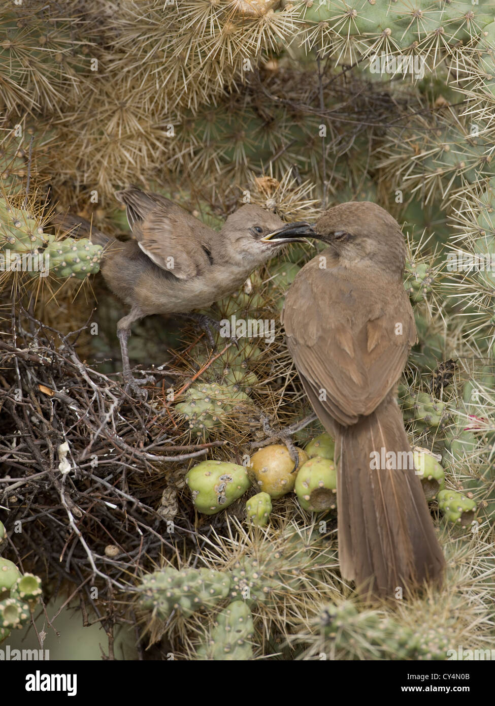 Southwest curve bill curve billed curved bill southwestern thrasher