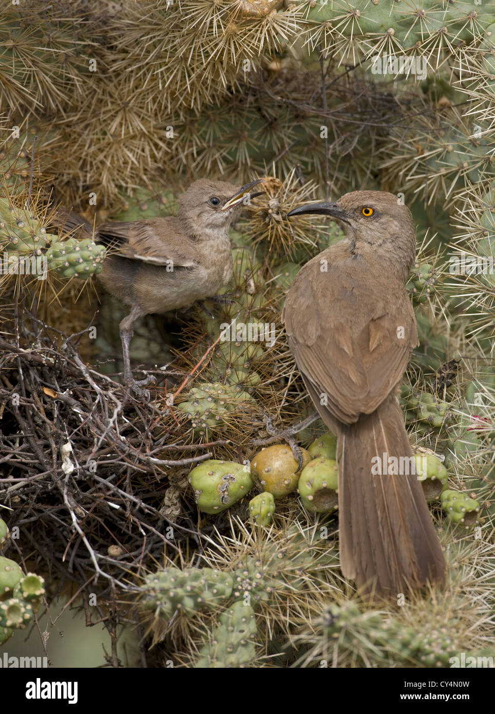 Southwest curve bill curve billed curved bill southwestern thrasher