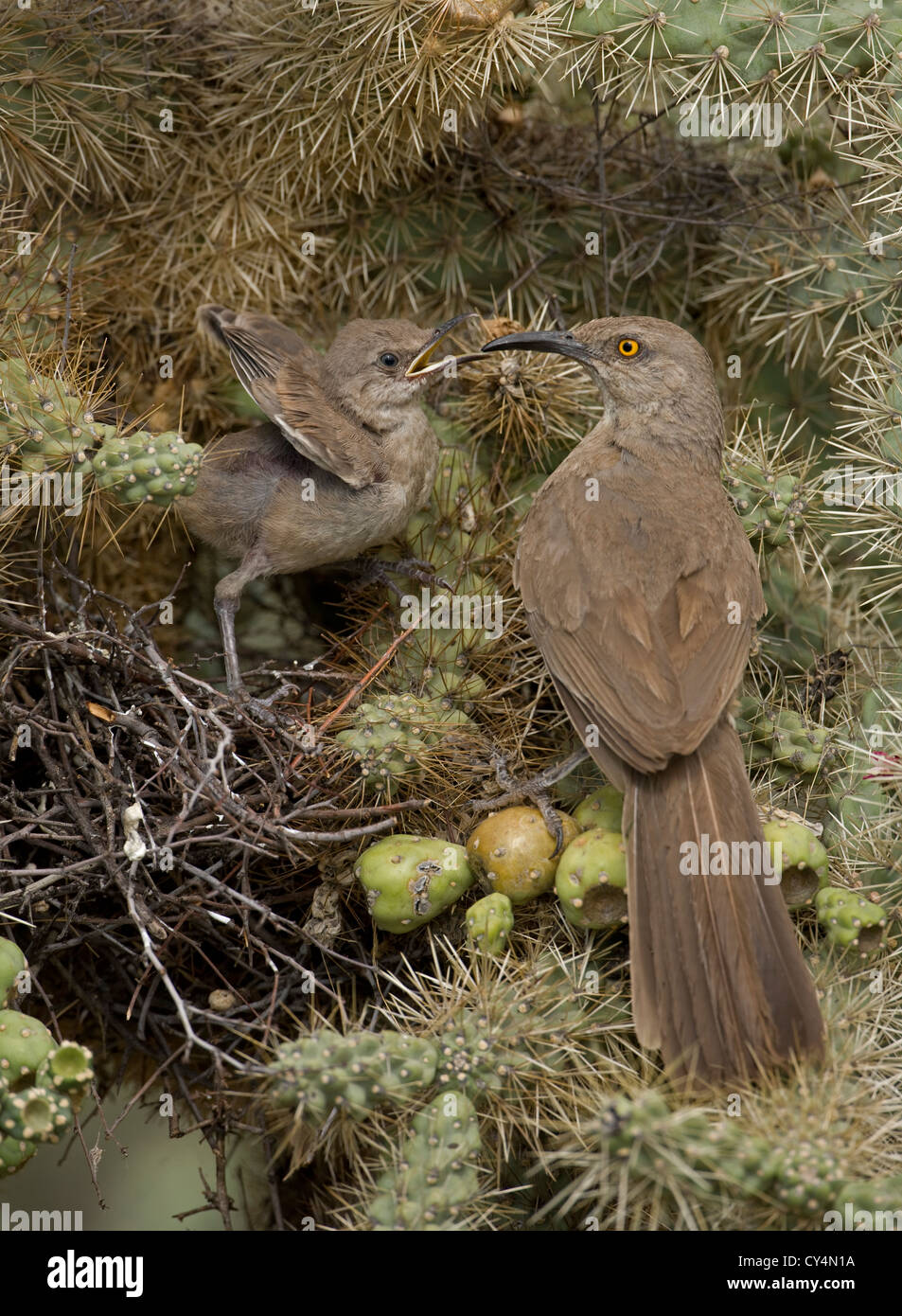 Curve-billed Thrashers (Toxostoma curvirostre) - Adult feeding young on nest in cholla cactus - Arizona - USA Stock Photo