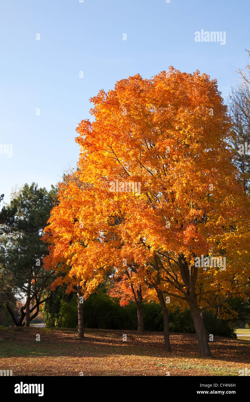 Maple tree showing bright fall colour Stock Photo