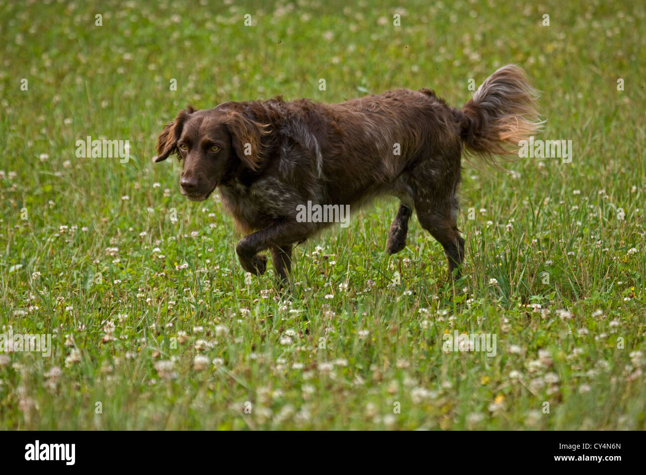 Small muensterlander, Wisconsin USA, hunting dog Stock Photo