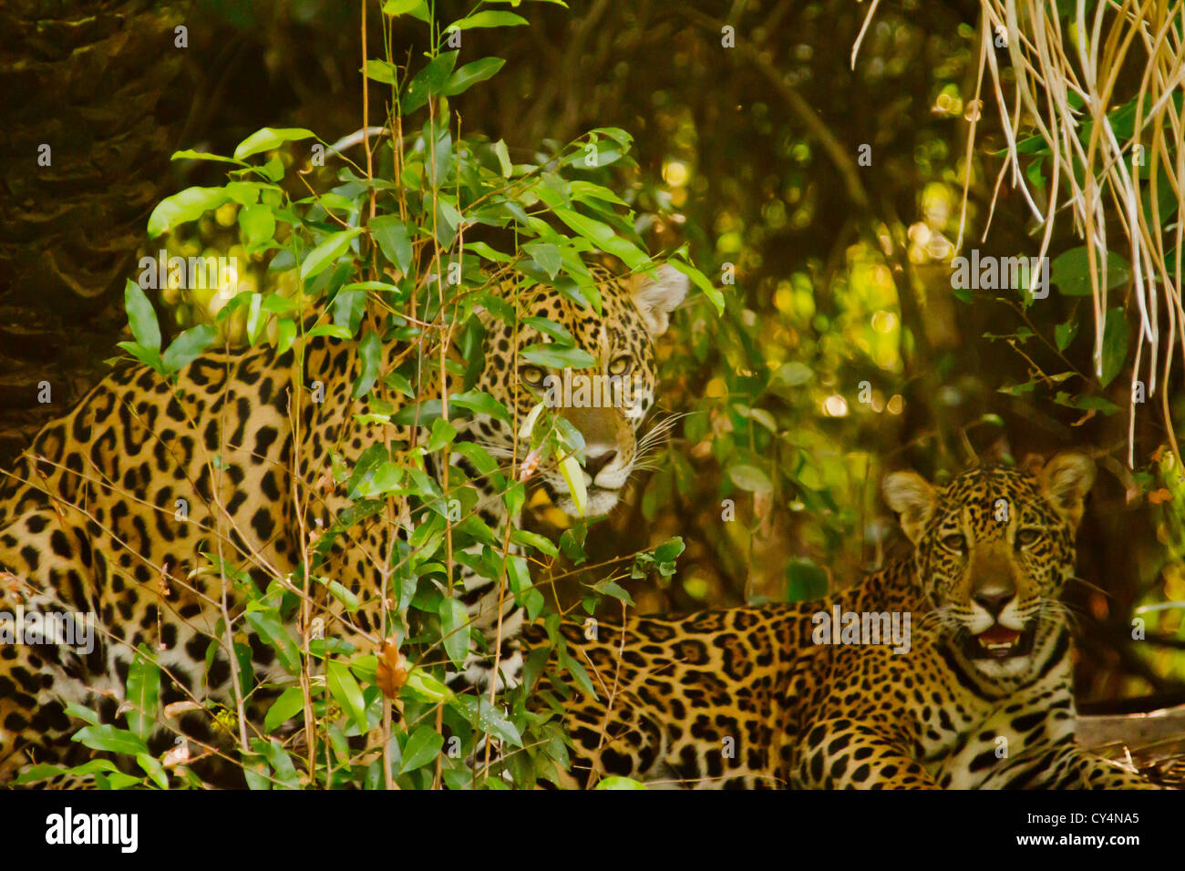 Jaguar (Panthera Onca) Stock Photo