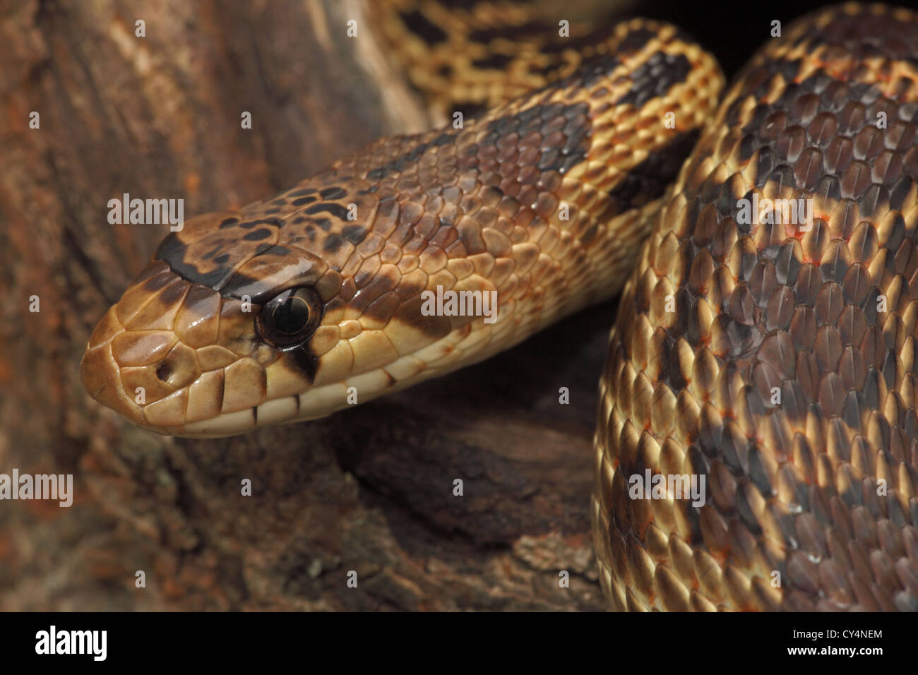 Photo inspiration: Picture Idea: Pacific Gopher Snake Pituophis Melanoleucus Catenifer Captive