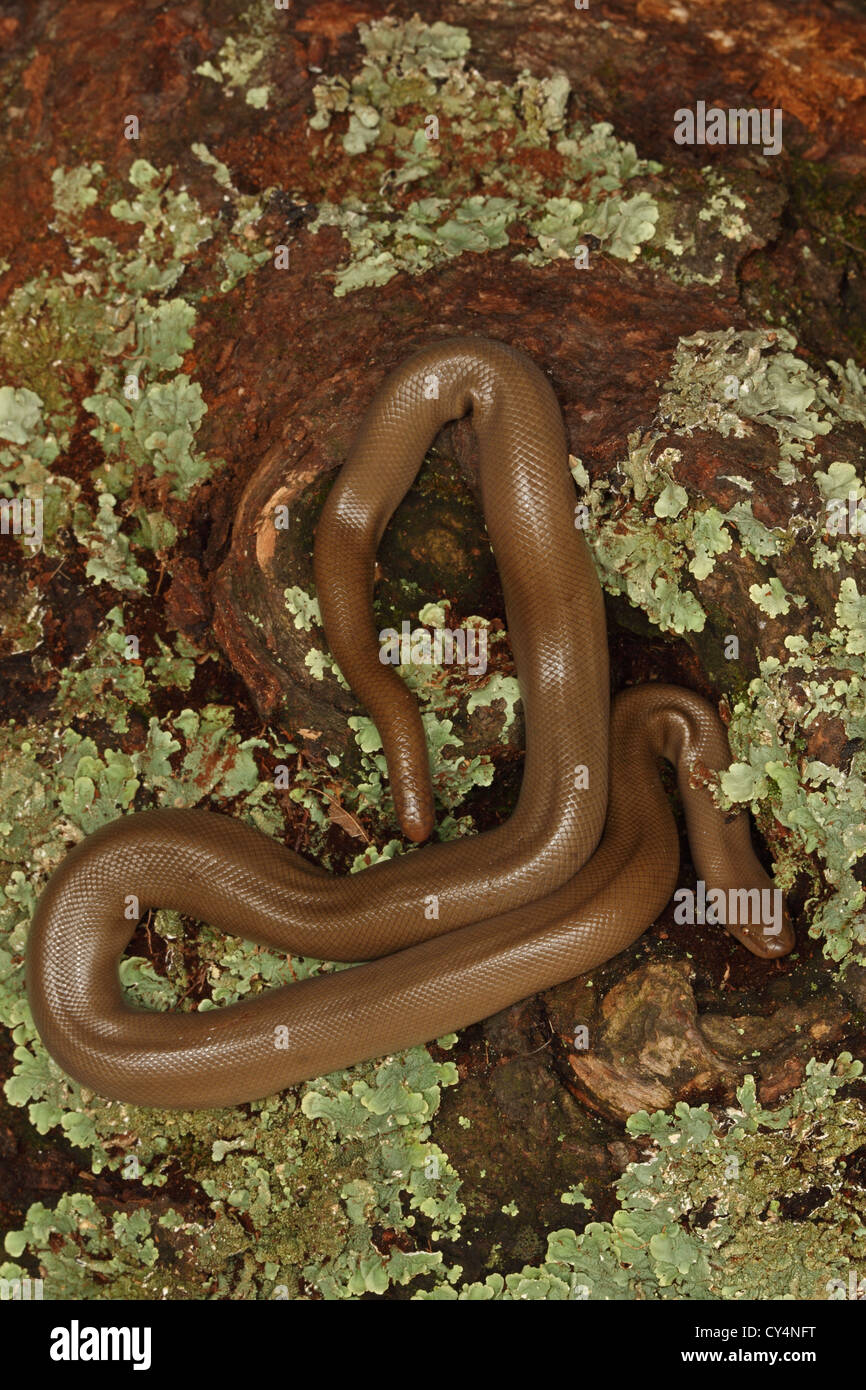 Rubber Boa (Charina bottae) Oregon USA Also known as Coastal