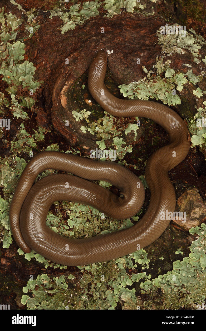 Rubber Boa (Charina bottae) Oregon USA Also known as Coastal