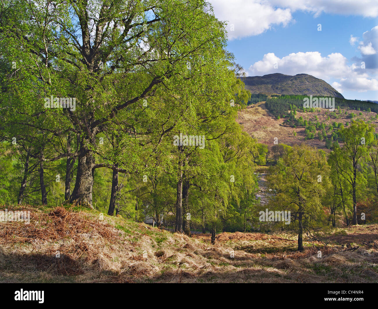 Birch-trees in spring at Bridge of Balgie, Glen Lyon, Perthshire, Scotland, UK Stock Photo