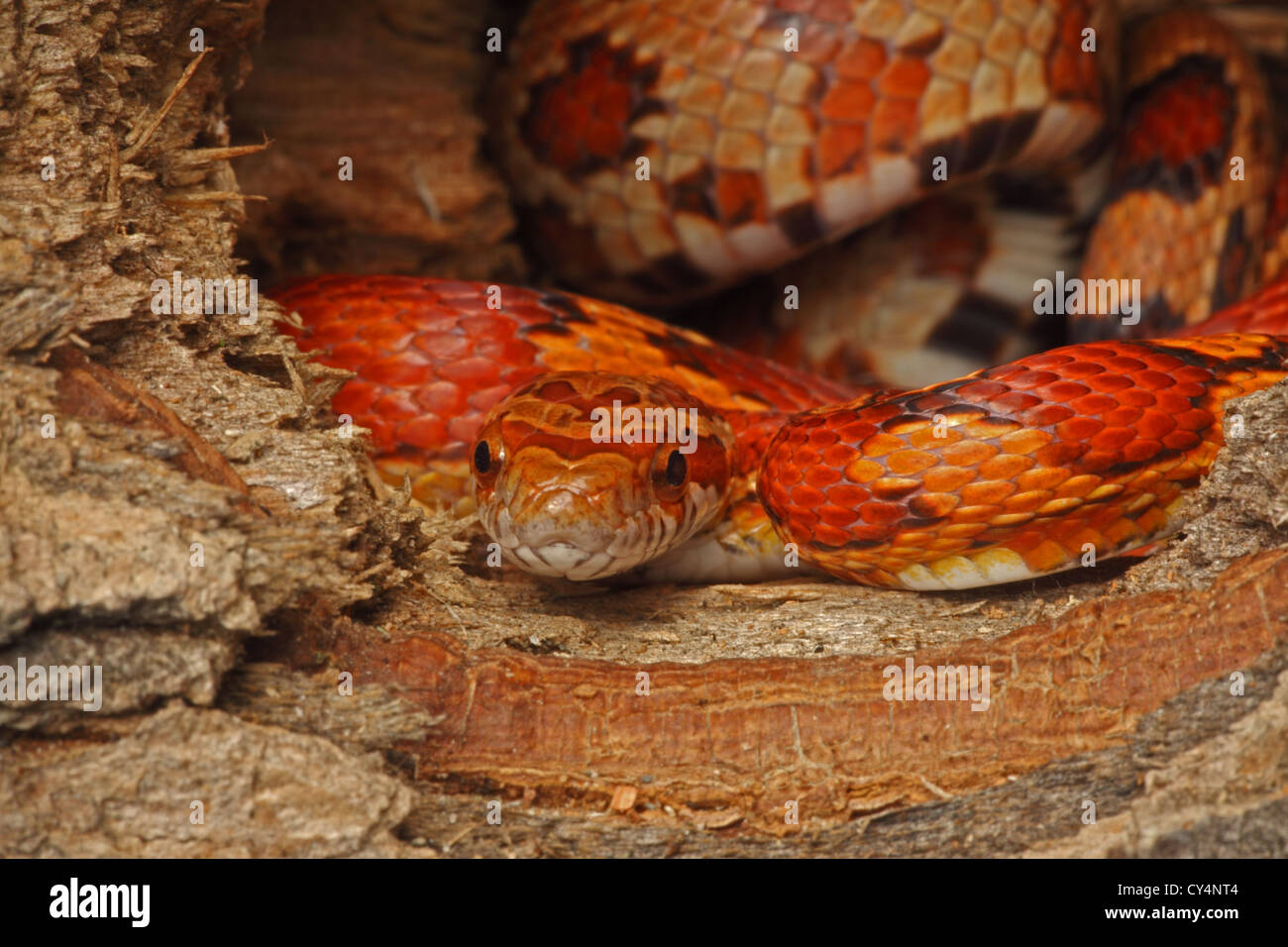 Corn Snake (Elaphe guttata guttata) - Captive - USA in hollow log Stock ... - Corn Snake Nutrition And Captive Environment