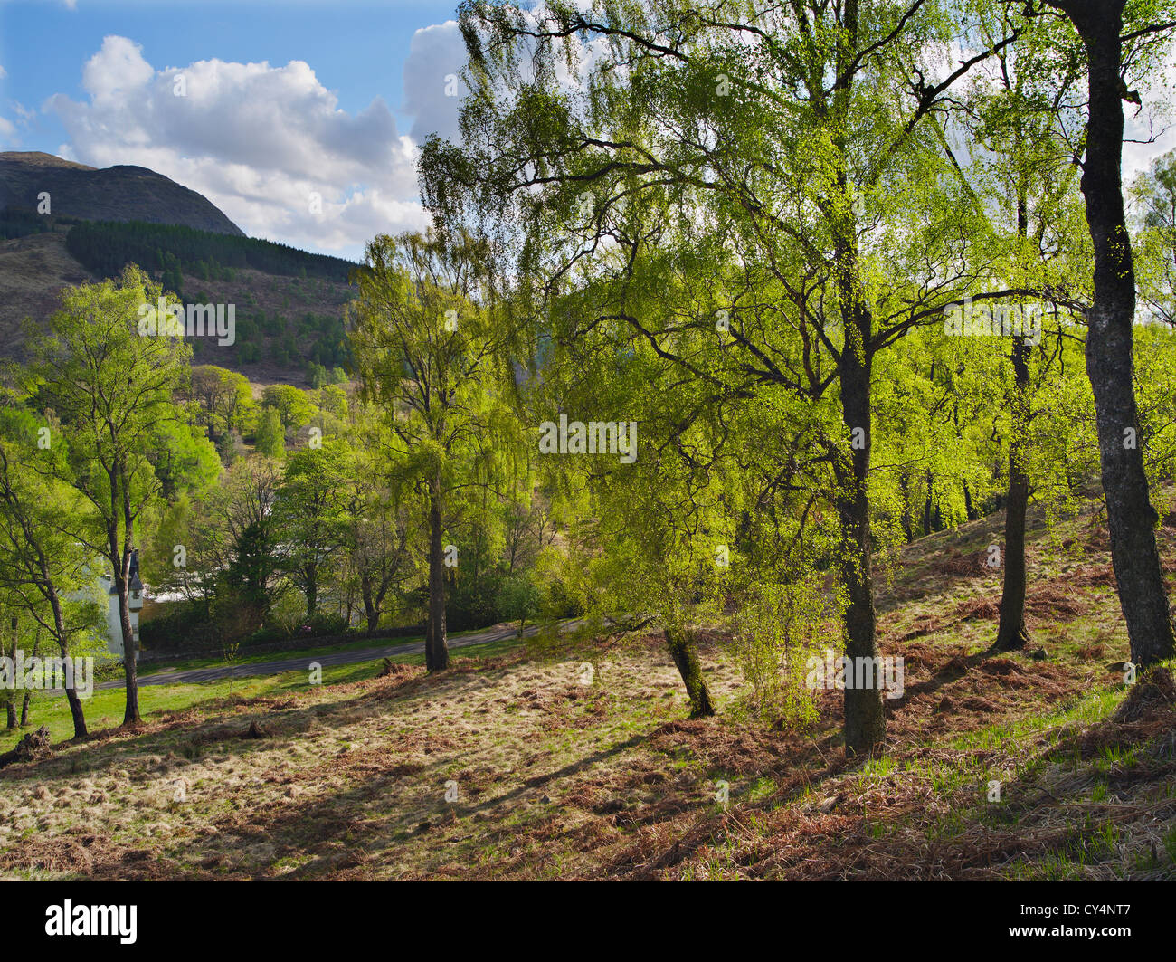 Birch-trees in spring at Bridge of Balgie, Glen Lyon, Perthshire, Scotland, UK Stock Photo
