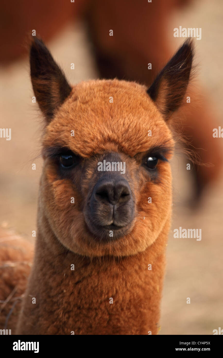 Alpaca (Lama pacos) - New York - USA - A domesticated South American hoofed mammal related to the llama Stock Photo