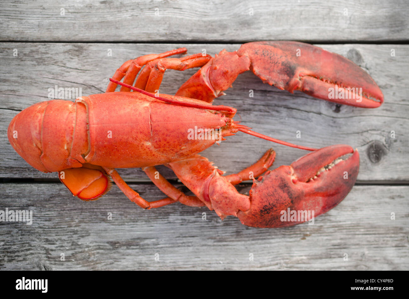 USA, Massachusetts, Plymouth, Raw lobster Stock Photo Alamy