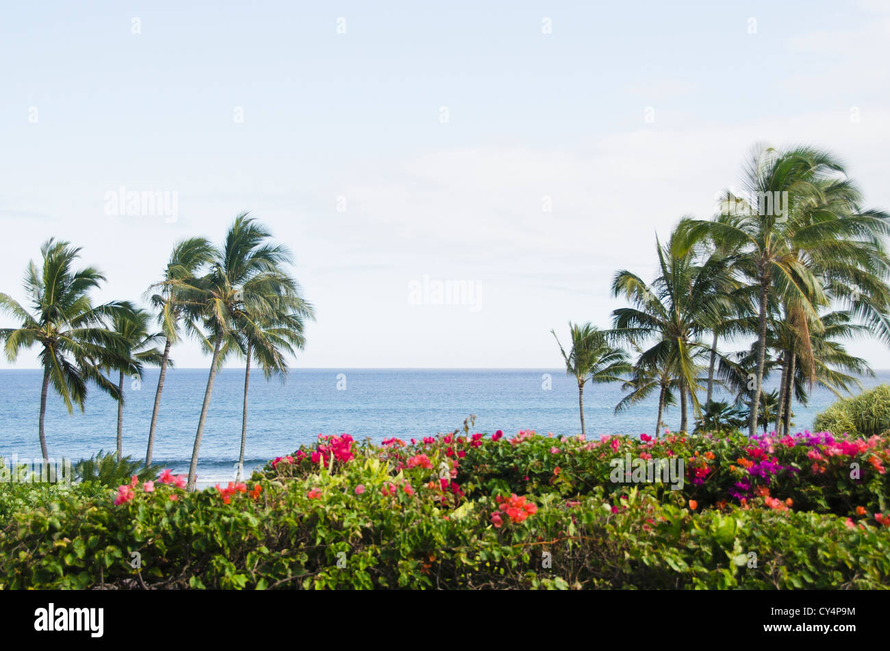 Beach coastline with palm trees hi-res stock photography and images - Alamy