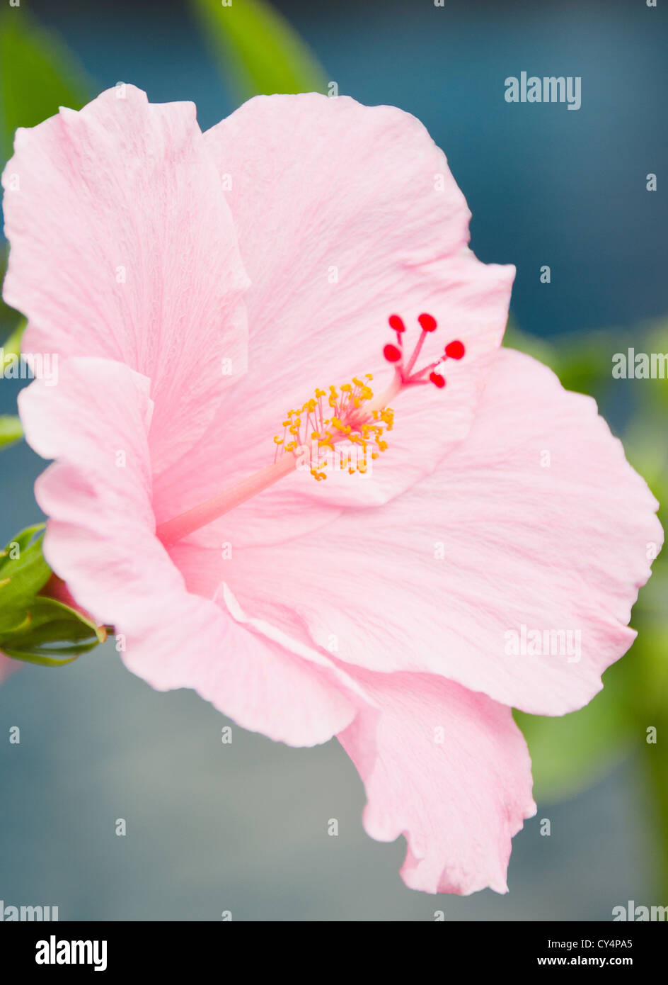 Pink hibiscus flower hi-res stock photography and images - Alamy