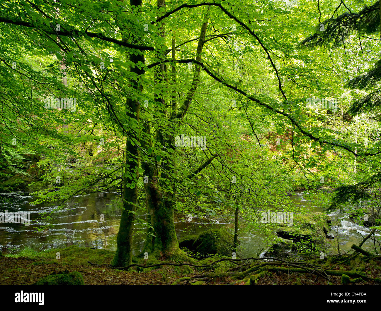 Broadleaved woodland trees hi-res stock photography and images - Alamy