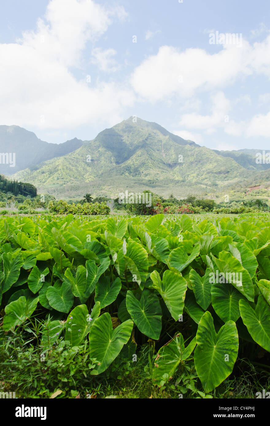 Hawaii mountain hill hi-res stock photography and images - Alamy