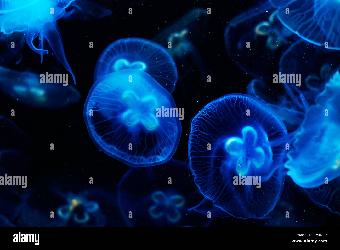 Colorful Jellyfish. Stock Photo