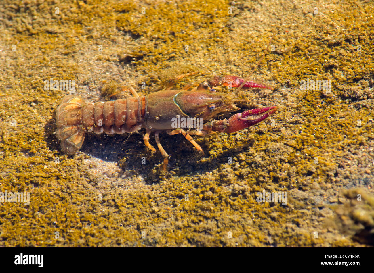 Calico (papershell crayfish) (Orconectes immunis) at water's edge of pond, Bluff Lake Nature Preserve, Colorado US. Stock Photo