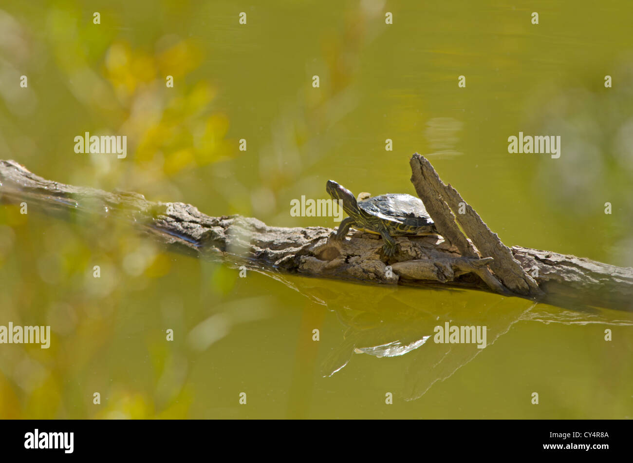 Redeared Slider (Trachemys scripta elegans) basking in morning light
