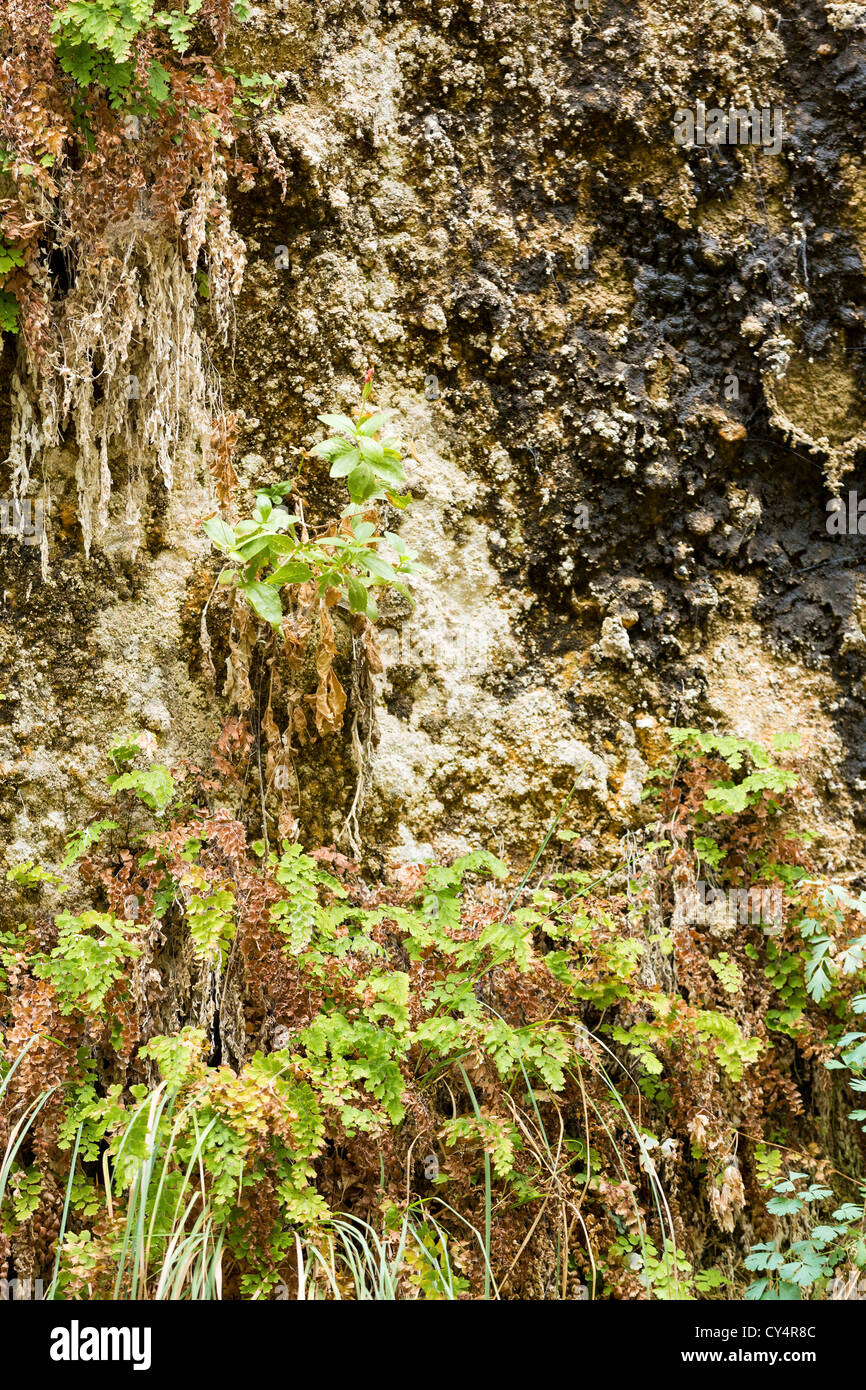 Calcification hi-res stock photography and images - Alamy