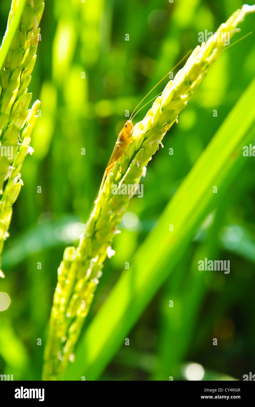 Rice field in farmland food of Asia Stock Photo Biology Diagrams
