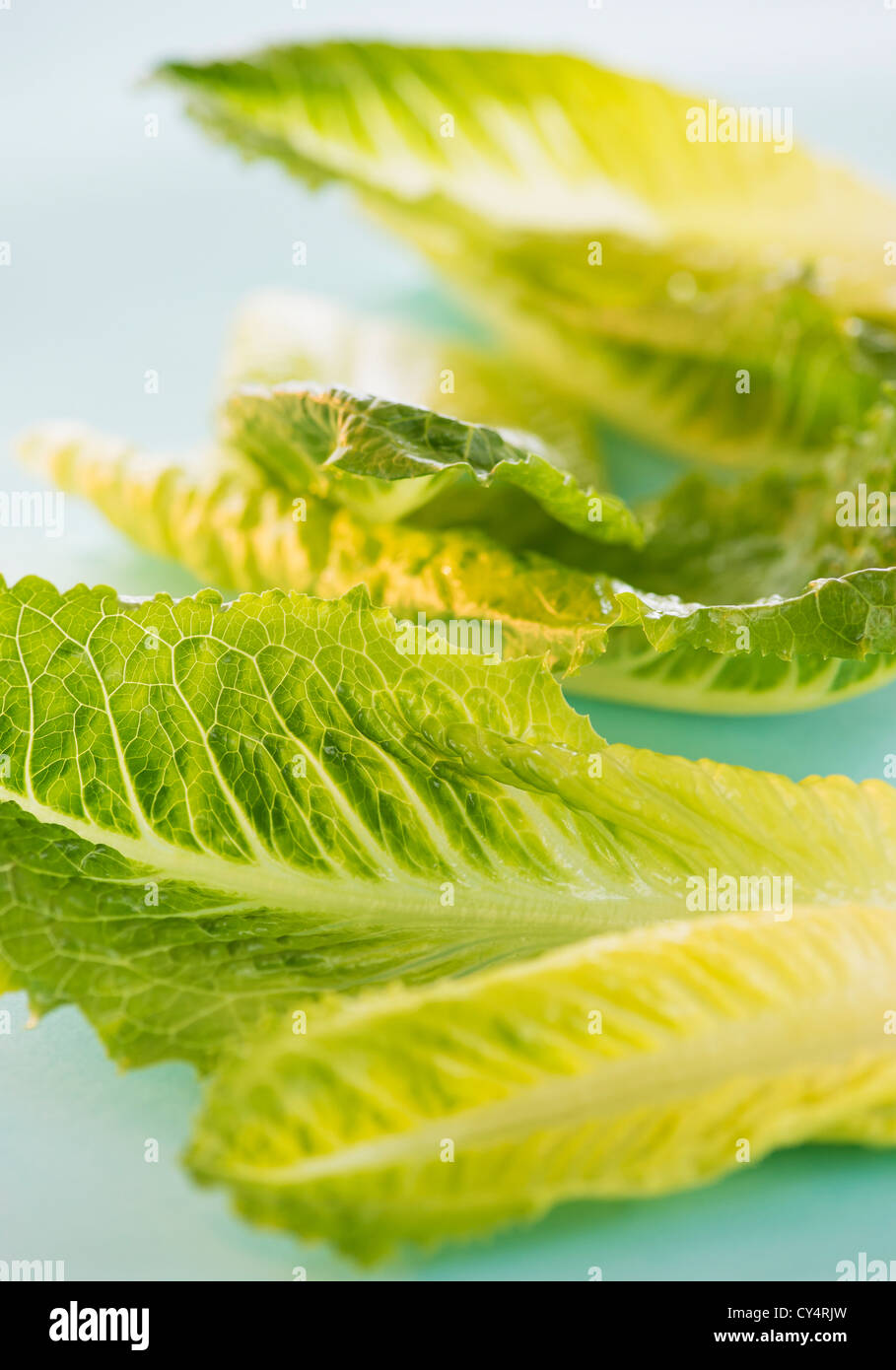 Romaine Lettuce leaves, studio shot Stock Photo Alamy