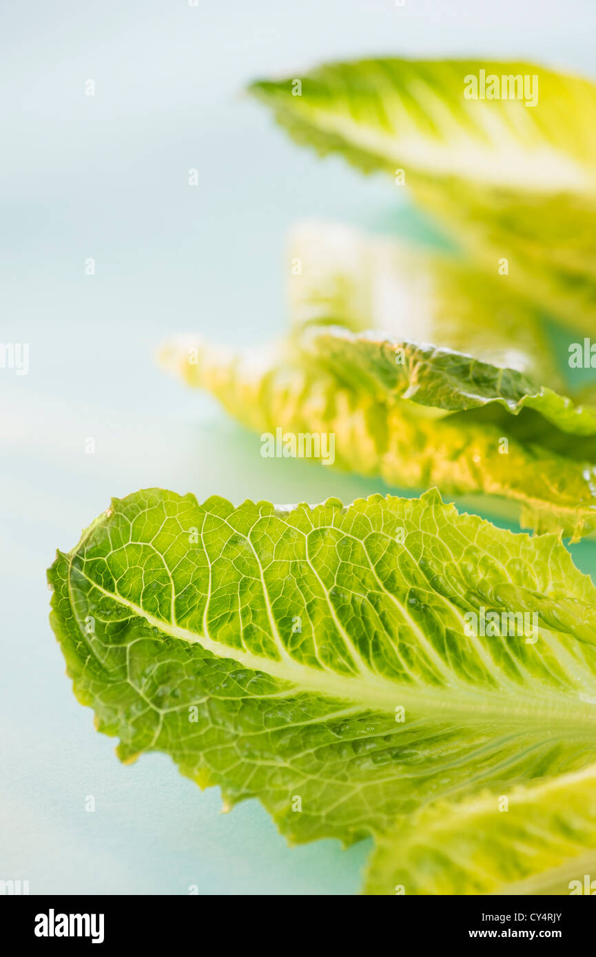Romaine Lettuce leaves, studio shot Stock Photo Alamy