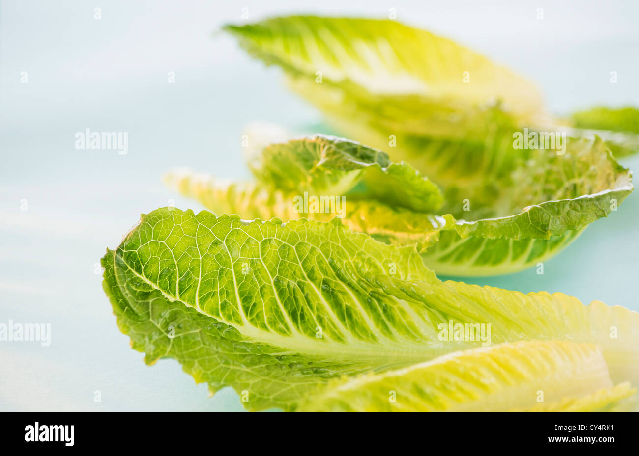 Romaine Lettuce leaves, studio shot Stock Photo Alamy