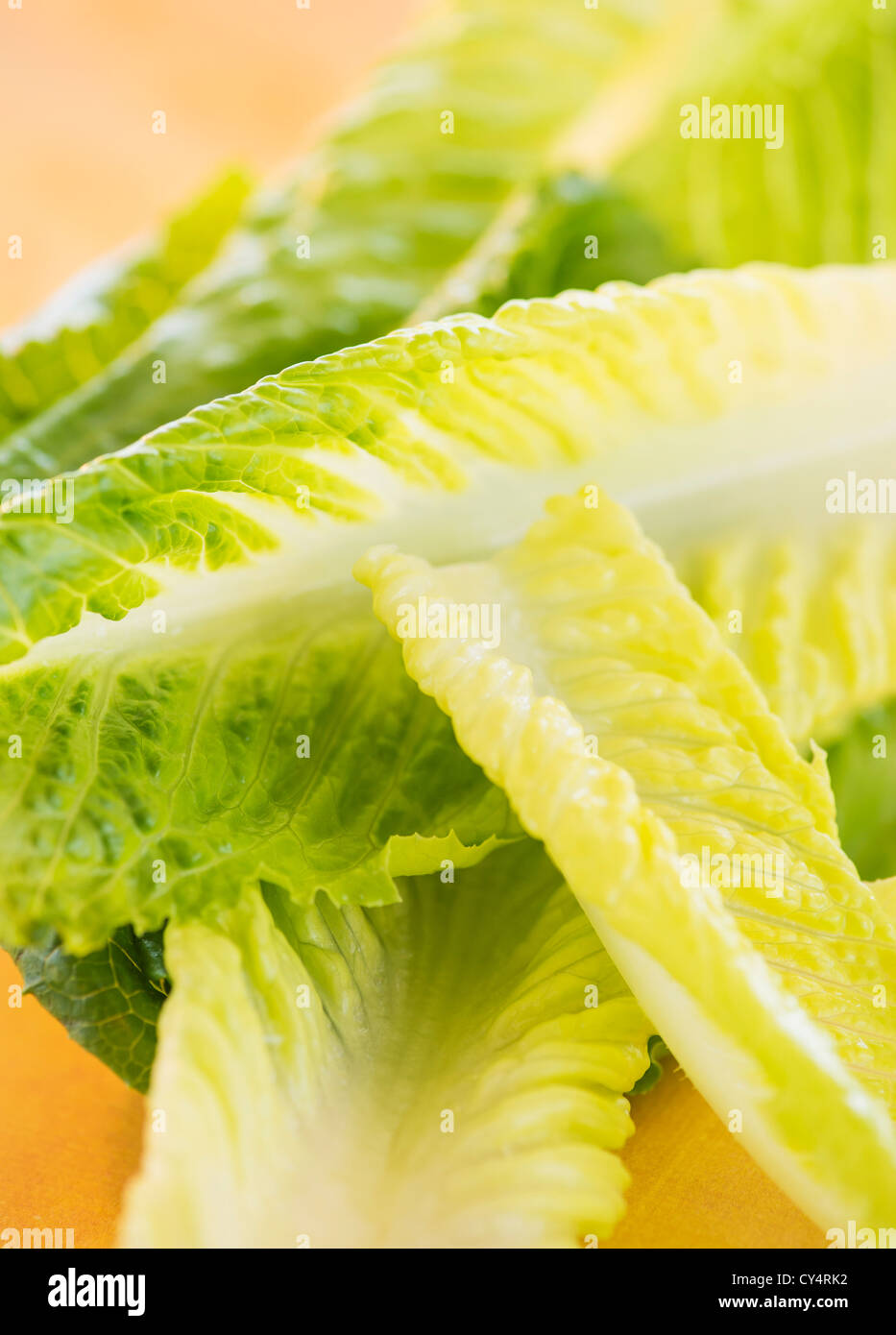 Romaine Lettuce leaves, studio shot Stock Photo Alamy