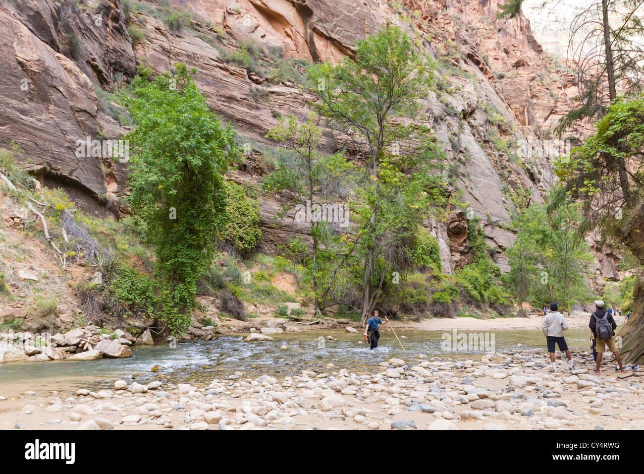 Man holding a hiking pole / stick crossing a Virgin River at Narrows in Zion National Park Stock Photo