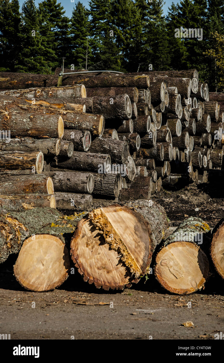 Lumberyard near the Northwoods town Arbor Vitae, Wisconsin Stock Photo