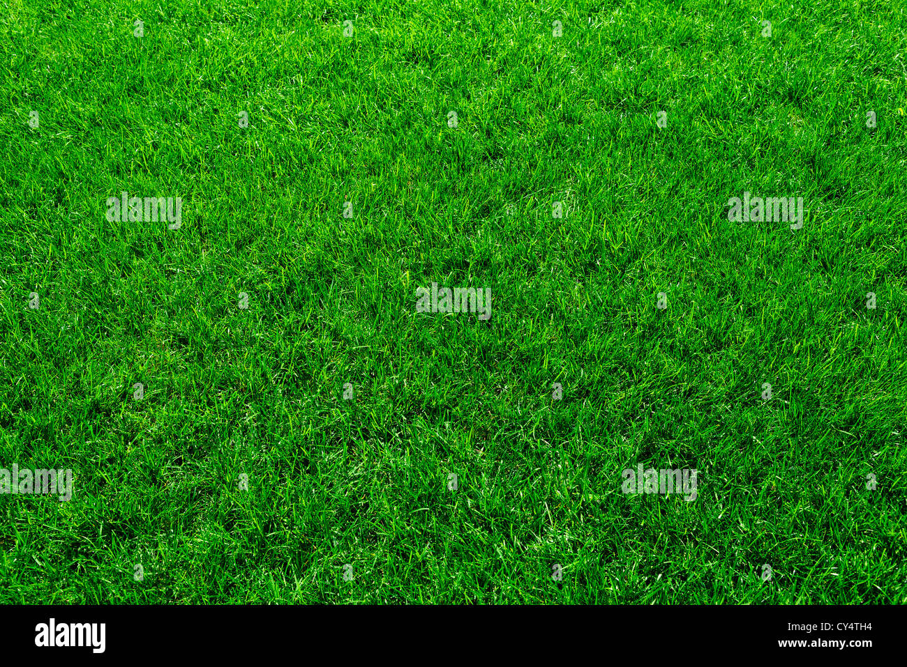 Lush green grass in hi-res stock photography and images - Alamy