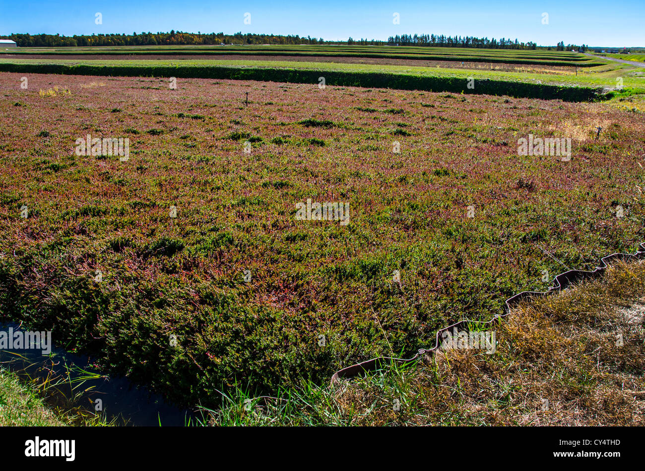 Field of cranberries in the Northwoods Wisconsin area near Manitowish Waters Stock Photo Alamy