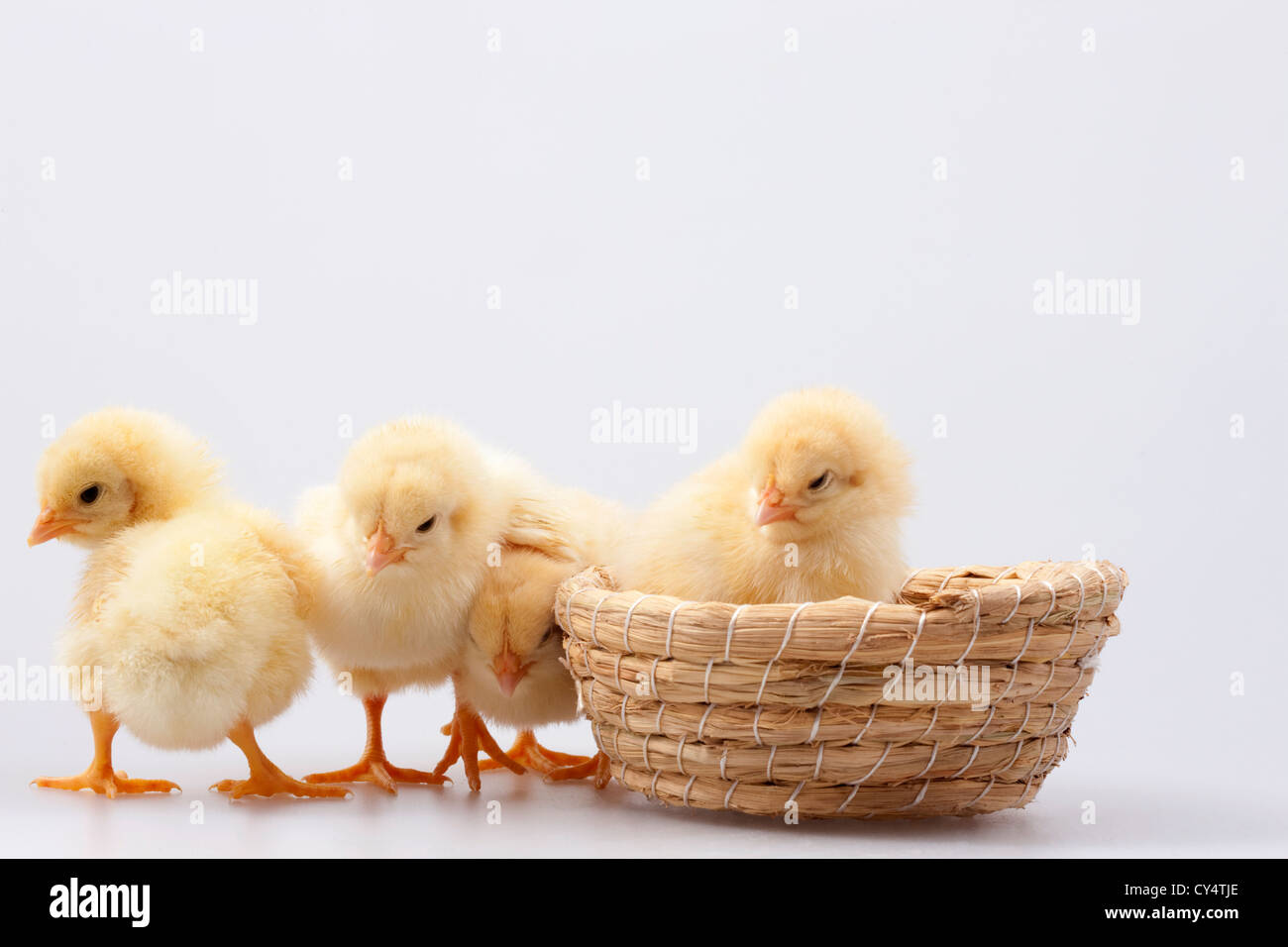 Cute Baby Chickens Around Birds Nest Studio Shot Stock Photo