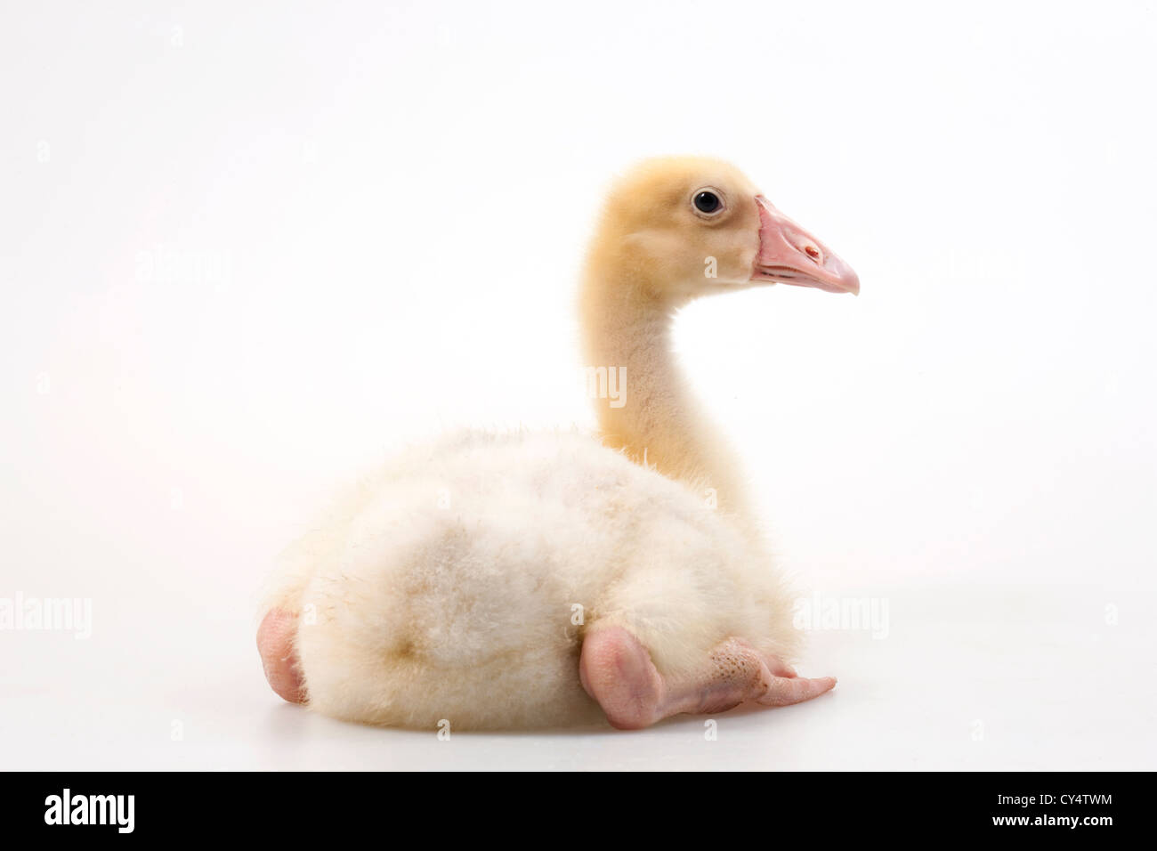 Portrait of cut duckling, rear view Stock Photo