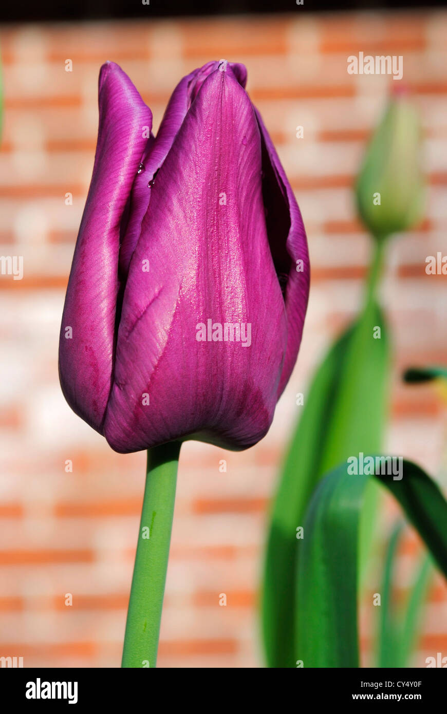 Purple Triumph Tulip Attila Stock Photo