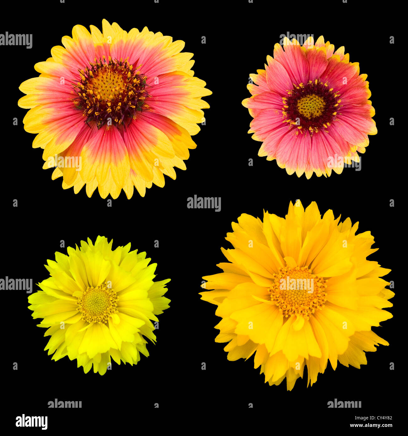 Chrysanthemum collection hi-res stock photography and images - Alamy