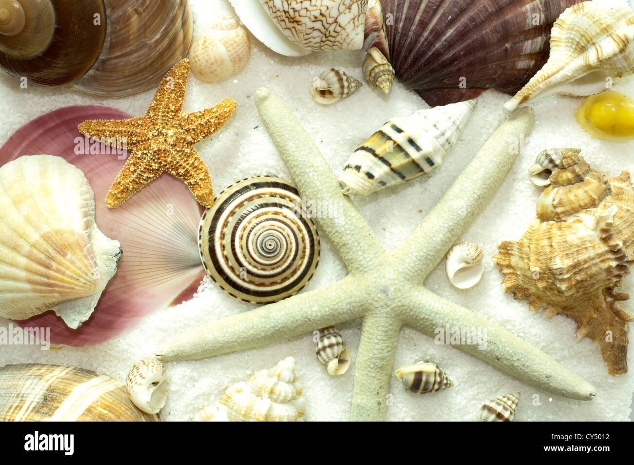 Background pattern of seashells, starfish, sea snails, on a bed of white sand Stock Photo