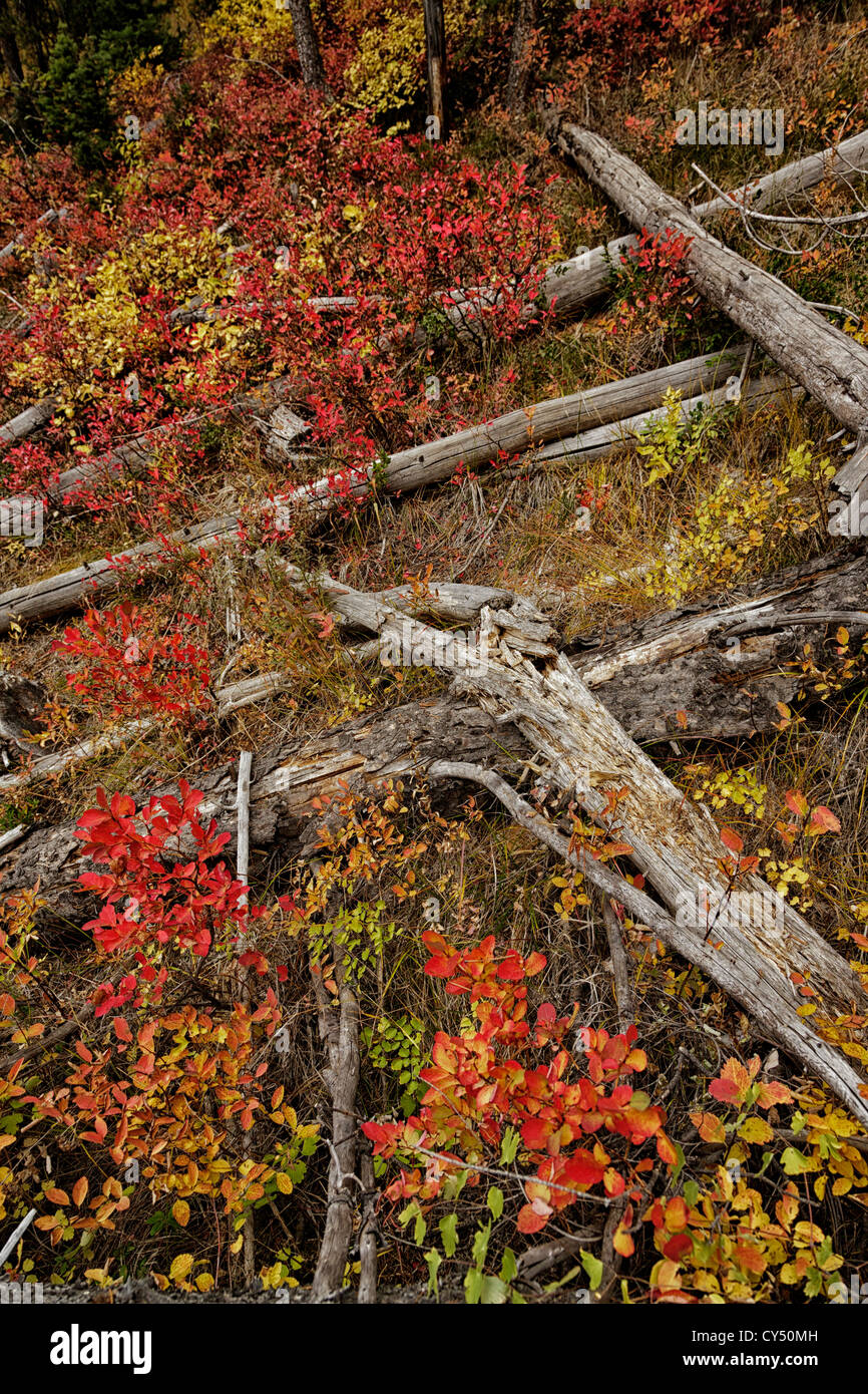 Autumn fall colors in Grand teton national park Stock Photo