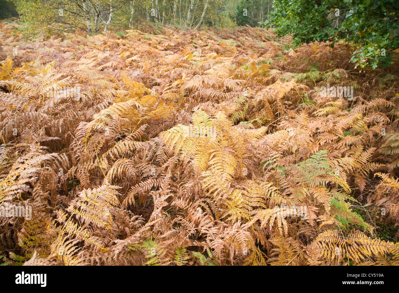 Bracken Pteridium fern leaves autumn colours heathland Sutton Heath, Suffolk, England Stock Photo
